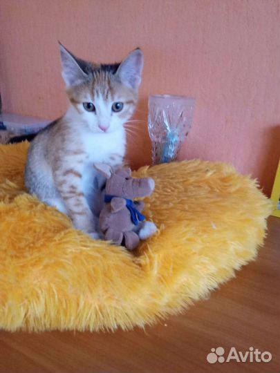 Кошки бесплатно