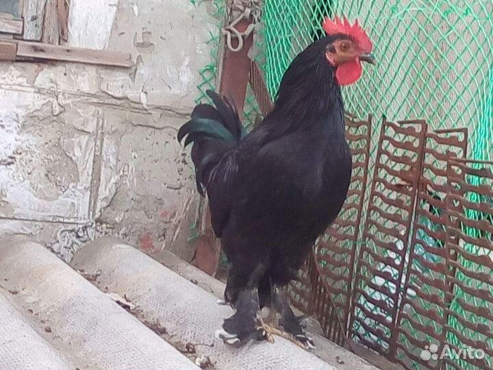 Куры бентамки