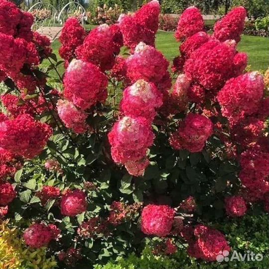 Самарская лидия