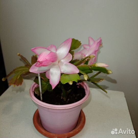 Шлюмбергера Eprics Star