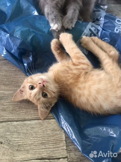 Котята в добрые руки