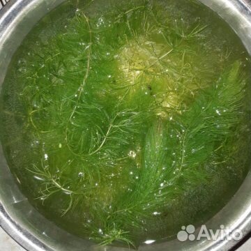 Пистия, риччия, роголистник для декора аквариума