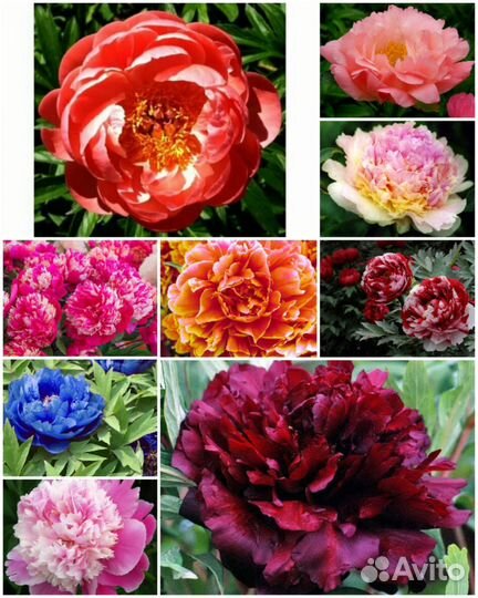 Пионы саженцы