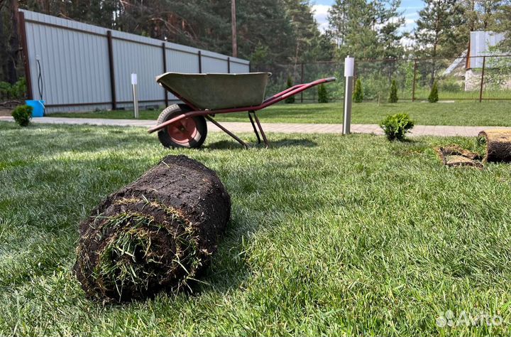 Рулонный газон с укладкой