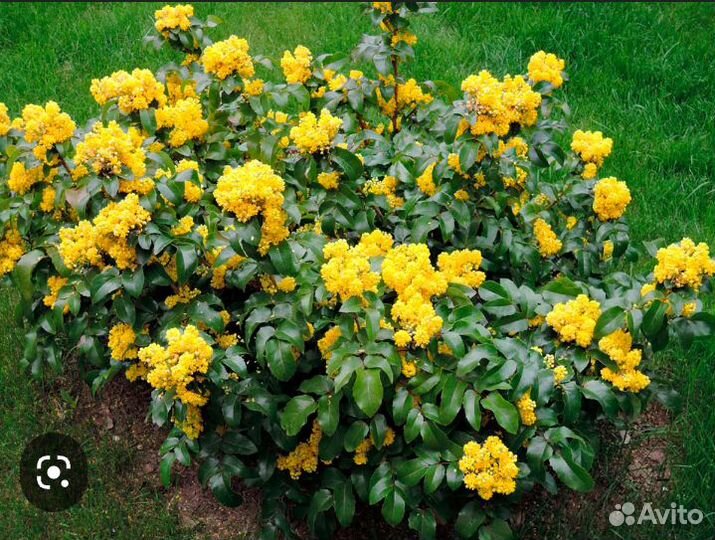 Магония падуболистная (Орегонский виноград )