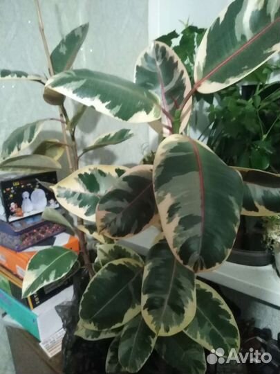 Фикус эластика тинеке