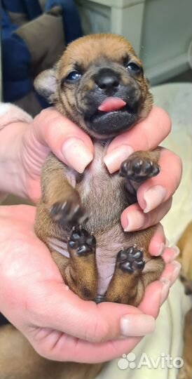 Той-терьер щенки