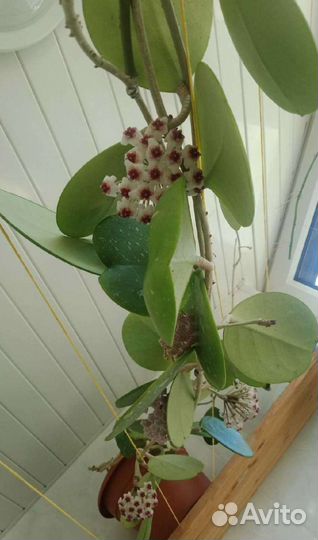 Хойя Обовата. Комнатные растения. Hoya Obovata