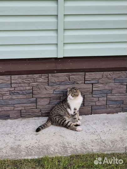 Нашелся кот