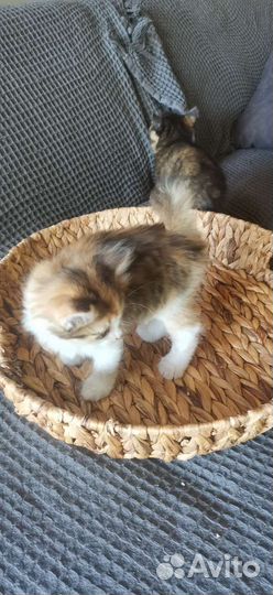 Курильский бобтейл котята