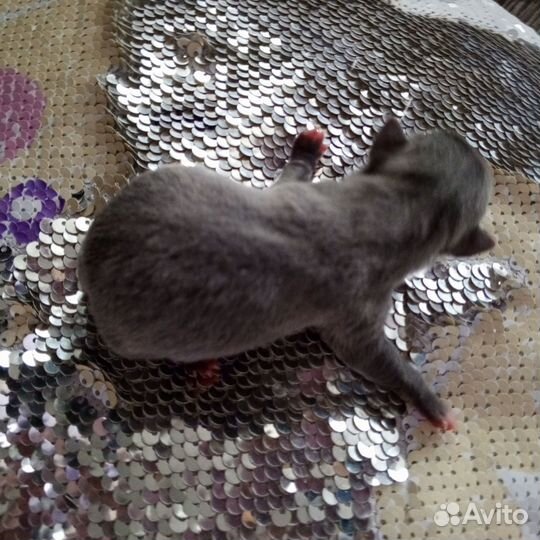 Щенки чихуахуа мини