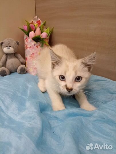 Котенок в добрые руки