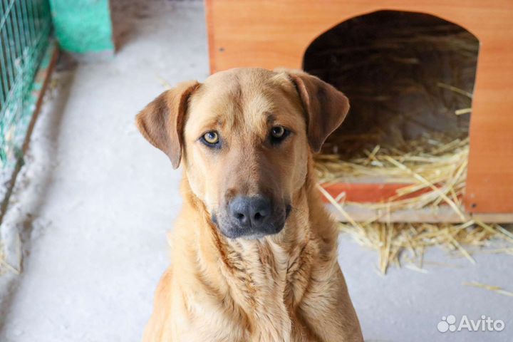 Метис лабрадора в дар