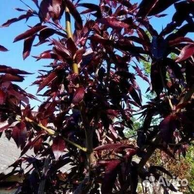 Персик краснолистный 3 г и др саженцы