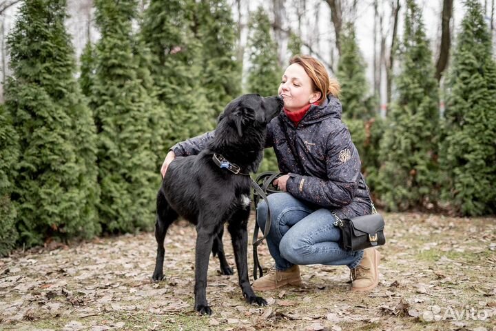 Собака из приюта ищет дом