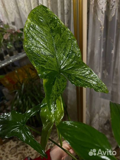 Сингониум panda