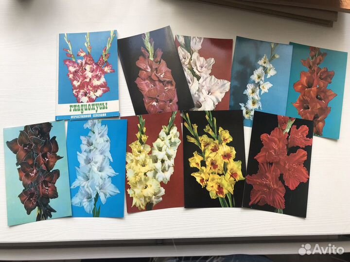 Набор почтовых открыток карточек Гладиолусы СССР