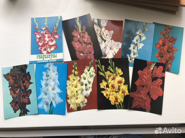 Набор почтовых открыток карточек Гладиолусы СССР