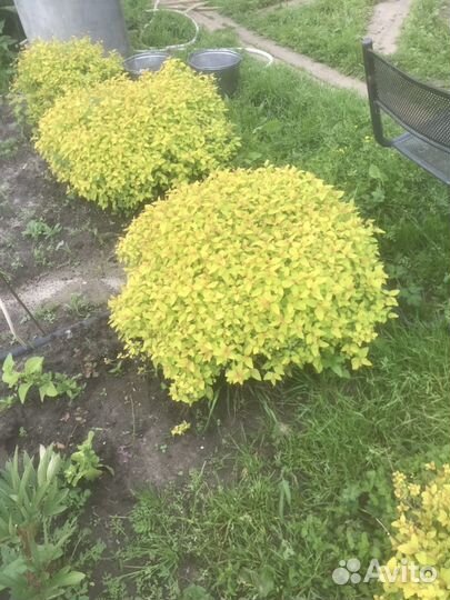 Спирея японская Голден Принцесс