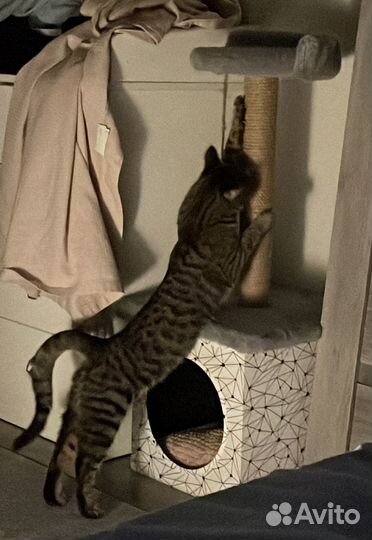Домик для кошки с когтеточкой
