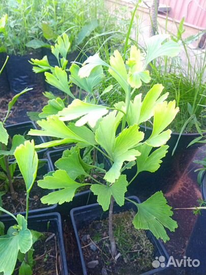 Гинкго билоба двухлопастный саженцы