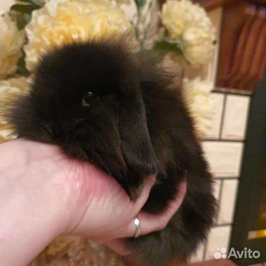 Карликовый барашек