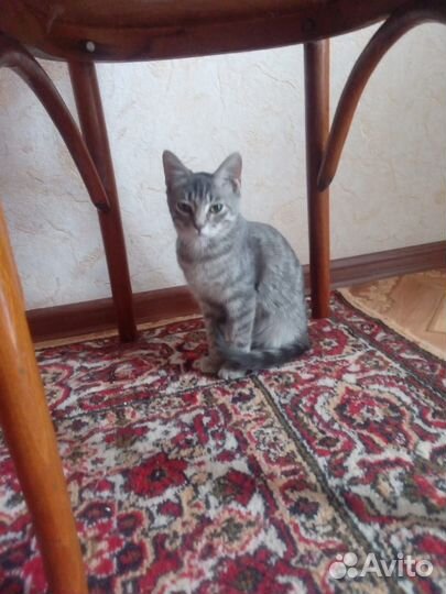 Котики бесплатно в добрые руки