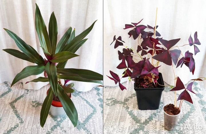 Оксалис фиолетовый кислица рео разноцветное