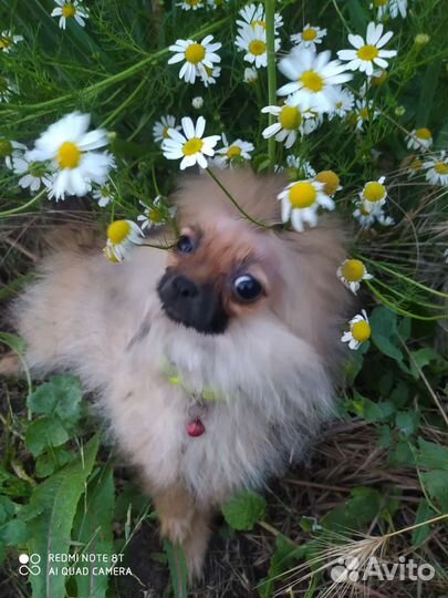 Мини Померанский шпиц девочка