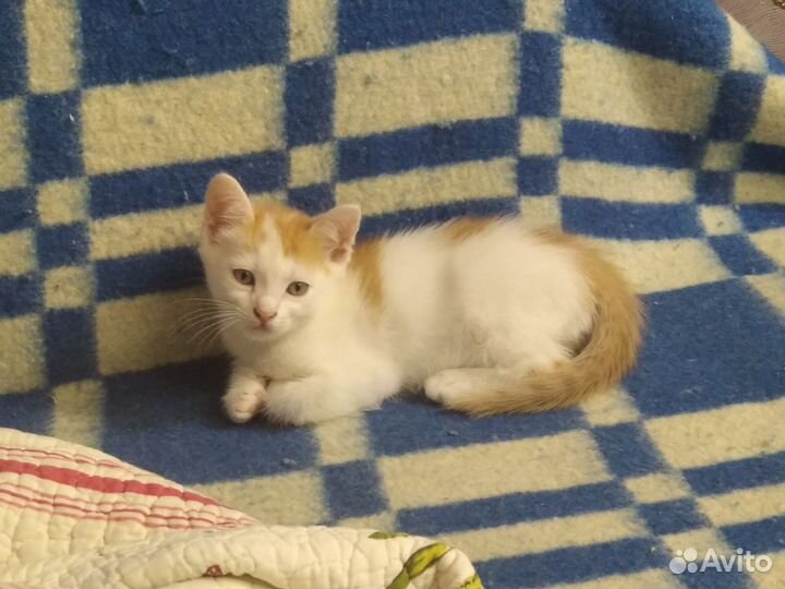 Кошка