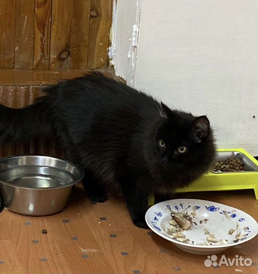 Кот-песец - кастрирован, привит в дар