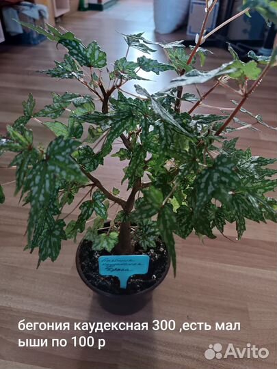 Комнатные цветы