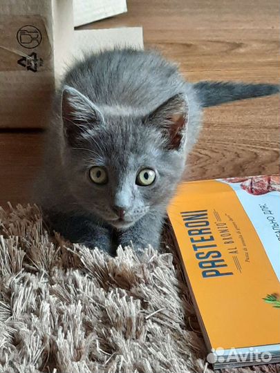 Домашняя передержка кошек