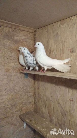 Николаевские голуби бабочка торец