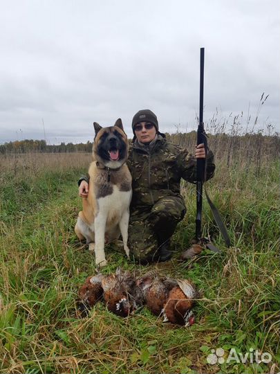 Вязка кобеля Американская акита