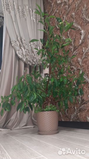 Фикус микрокарпа