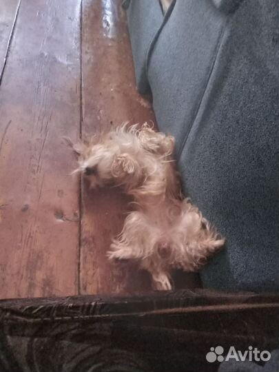 Йоркширский терьер