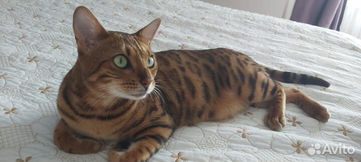 Бенгальская кошка в добрые руки