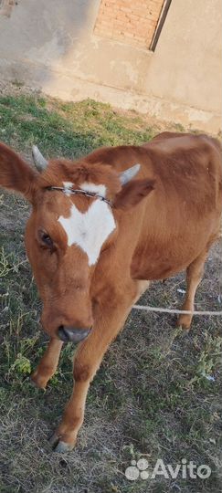 Телочка 1год