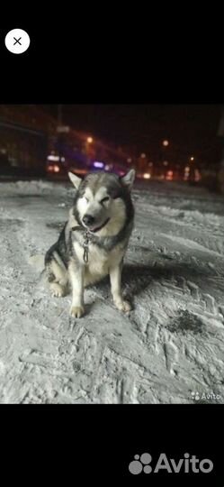 Приглашаем девочек на вязку