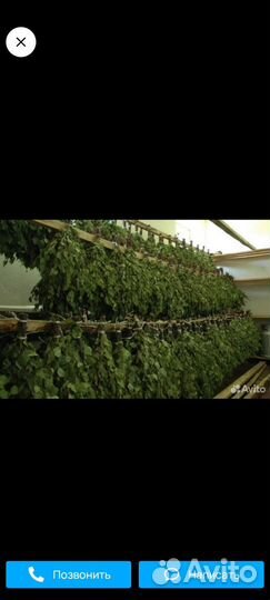 Веники березовые