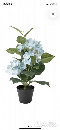 Комнатные цветы