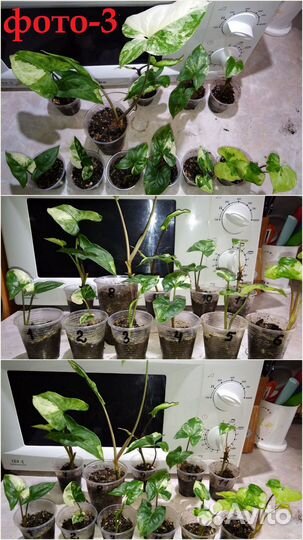 Сингониум Syngonium, филодендрон
