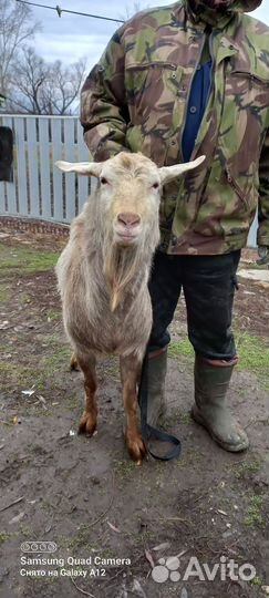 Козел зааненский