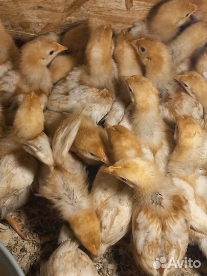 Цыплята несушки подрощенные