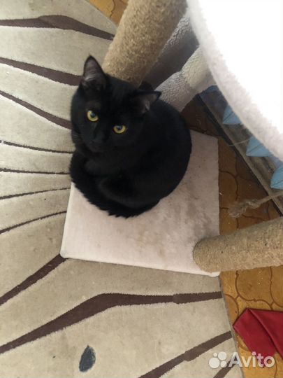 Кошечка Пантера