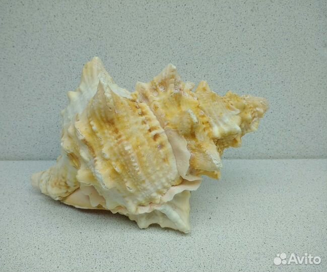 Бурса Лиссостома 14,4 морская ракушка раковина