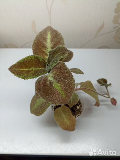 Эписции сортовые