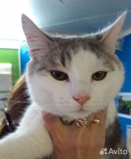 Молодой красивый котик Коржик