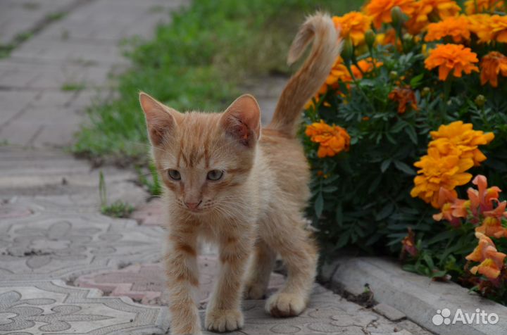 Котята отдам бесплатно